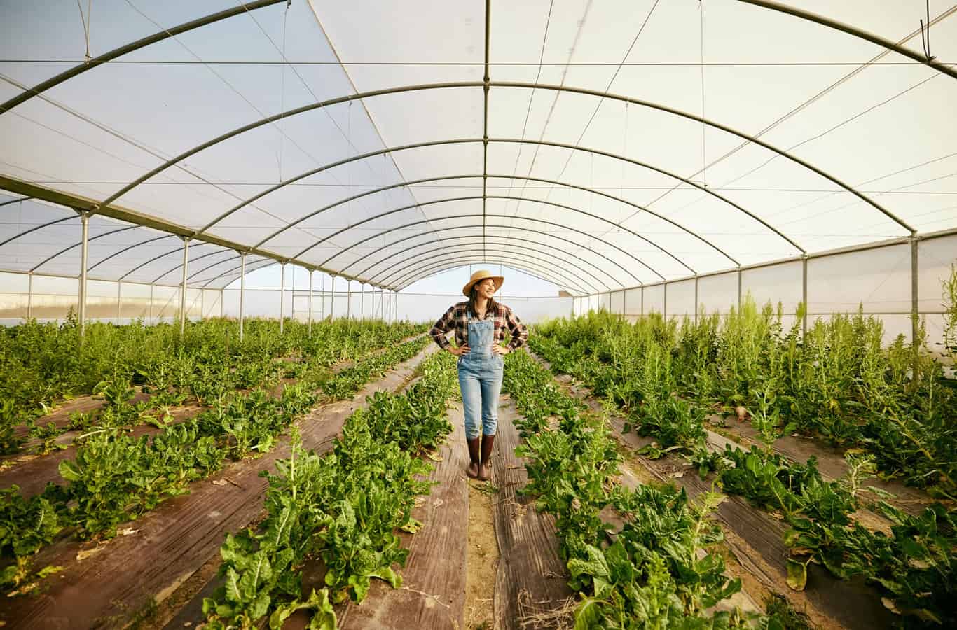 uoi farmer greenhouse max